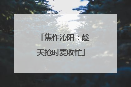 焦作沁阳：趁天抢时麦收忙