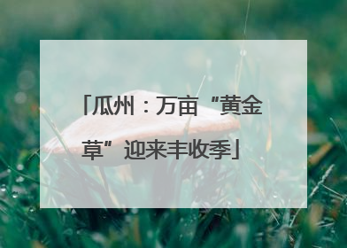 瓜州：万亩“黄金草”迎来丰收季