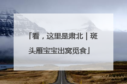 看，这里是肃北｜斑头雁宝宝出窝觅食