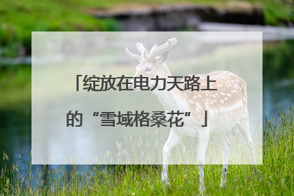 绽放在电力天路上的“雪域格桑花”