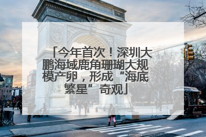 今年首次！深圳大鹏海域鹿角珊瑚大规模产卵，形成“海底繁星”奇观
