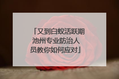 又到白蚁活跃期 池州专业防治人员教你如何应对