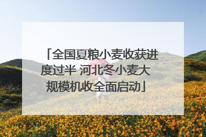 全国夏粮小麦收获进度过半 河北冬小麦大规模机收全面启动