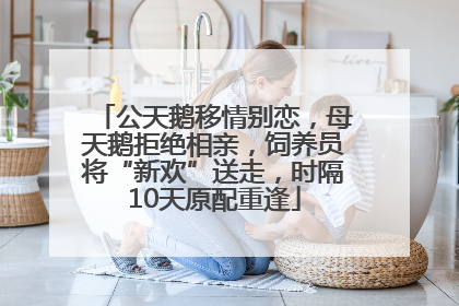 公天鹅移情别恋，母天鹅拒绝相亲，饲养员将“新欢”送走，时隔10天原配重逢