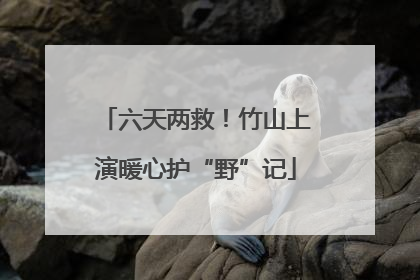 六天两救！竹山上演暖心护“野”记