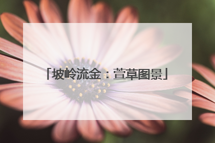 坡岭流金：萱草图景