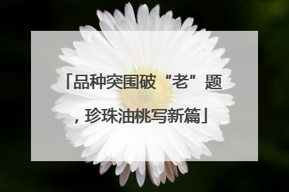 品种突围破“老”题，珍珠油桃写新篇