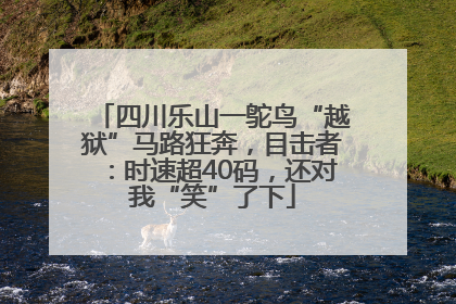 四川乐山一鸵鸟“越狱”马路狂奔，目击者：时速超40码，还对我“笑”了下