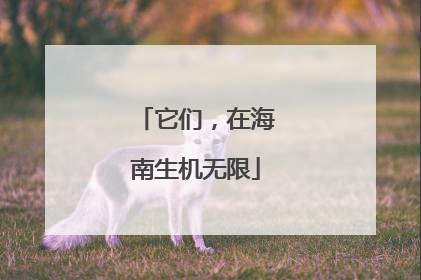 它们，在海南生机无限