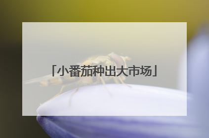 小番茄种出大市场