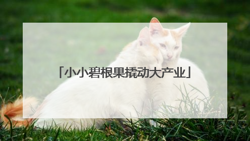 小小碧根果撬动大产业