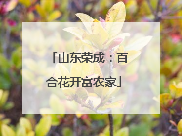 山东荣成：百合花开富农家