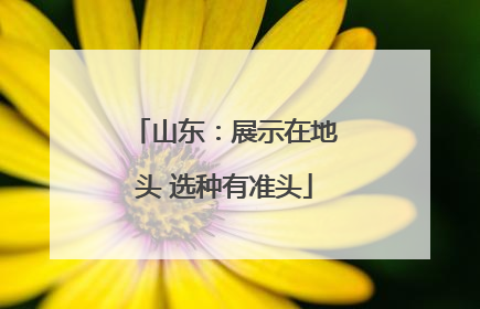 山东：展示在地头 选种有准头