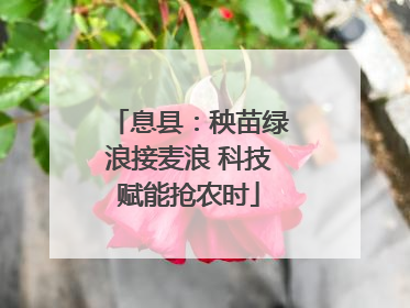 息县：秧苗绿浪接麦浪 科技赋能抢农时