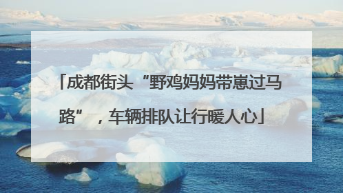成都街头“野鸡妈妈带崽过马路”，车辆排队让行暖人心