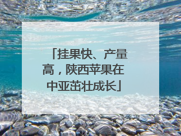 挂果快、产量高，陕西苹果在中亚茁壮成长