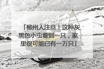柳州人注意！这种灰黑色小虫看到一只，家里很可能已有一万只