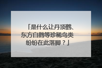 是什么让丹顶鹤、东方白鹳等珍稀鸟类纷纷在此落脚？