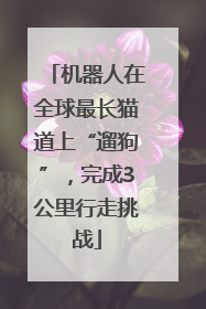 机器人在全球最长猫道上“遛狗”，完成3公里行走挑战