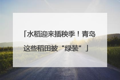 水稻迎来插秧季！青岛这些稻田披“绿装”