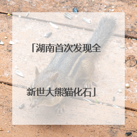 湖南首次发现全新世大熊猫化石
