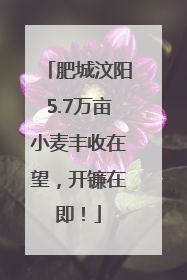 肥城汶阳5.7万亩小麦丰收在望，开镰在即！
