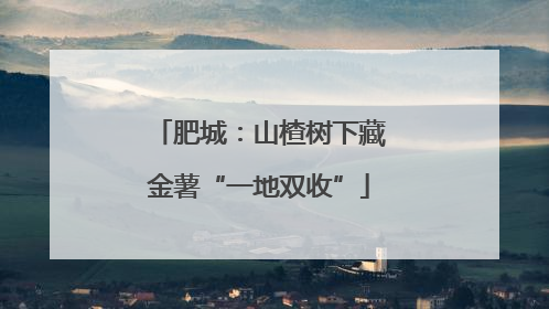 肥城：山楂树下藏金薯“一地双收”