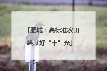肥城：高标准农田绘就好“丰”光