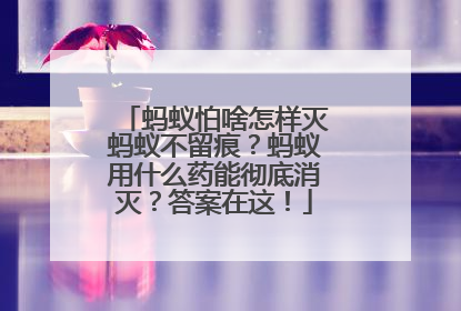 蚂蚁怕啥怎样灭蚂蚁不留痕？蚂蚁用什么药能彻底消灭？答案在这！