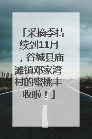 采摘季持续到11月，谷城县庙滩镇邓家湾村的蜜桃丰收啦！