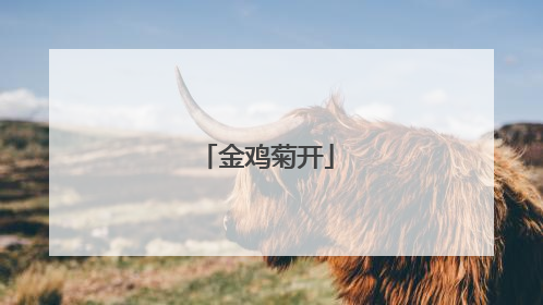 金鸡菊开